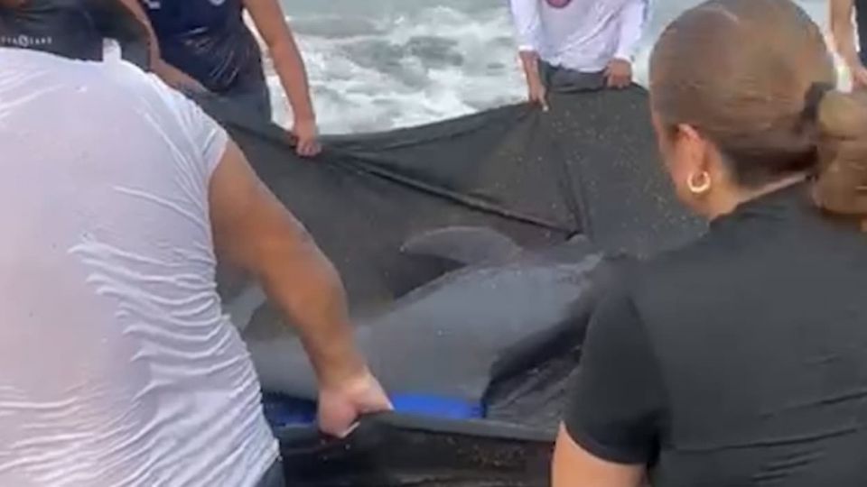 El fuerte oleaje sacó al delfín del mar.