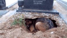 VIDEO | Un fiel perrito cava agujero en la tumba de su dueño para dormir con él