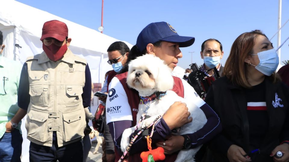 El programa de la alcaldía ayuda a esterilizar, vacunar y poner en adopción a los animales callejeros y abandonados