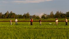 Canadá recibe casi medio millón de trabajadores agrícolas