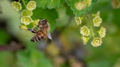 El sencillo truco para mantener hidratadas a las abejas y ayudarlas en esta época de calor