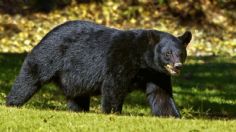 El feroz ataque de un oso negro a un niño mientras jugaba en el patio de sus abuelos