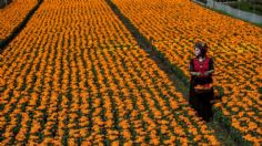 Preparan venta de flores de cempasúchil en Tenango del Valle