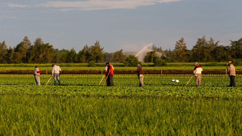 Canadá recibe casi medio millón de trabajadores agrícolas