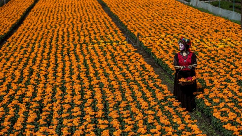 Preparan venta de flores de cempasúchil en Tenango del Valle