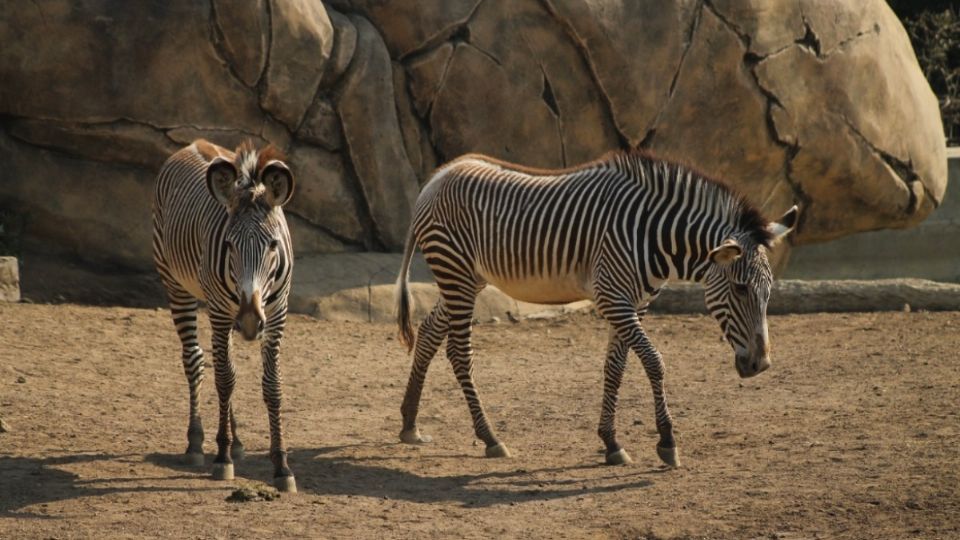 El Zoológico de Chapultepec está por cumplir 100 años de existencia