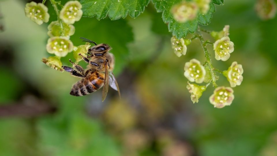 Las abejas son polinizadores que debemos proteger