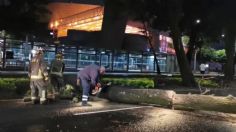 VIDEO: Cierran Paseo de la Reforma por un árbol que se cayó frente al Auditorio Nacional