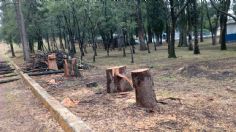 El Parque Naucalli talará al menos 260 árboles por la presencia de plagas