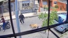 VIDEO | El heroico momento en que dos perritas callejeras frustran asalto armado en Argentina