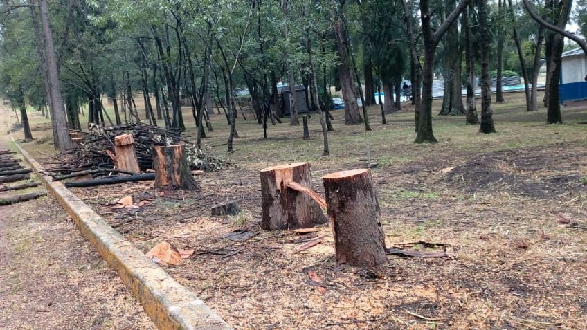 El Parque Naucalli talará al menos 260 árboles por la presencia de plagas