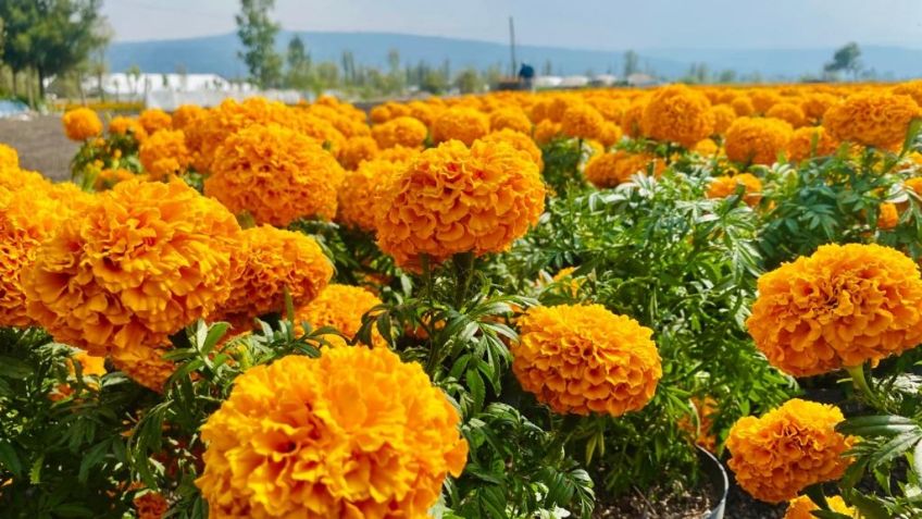 Renivelación de chinampas en Xochimilco y Tláhuac impulsó producción de cempasúchil