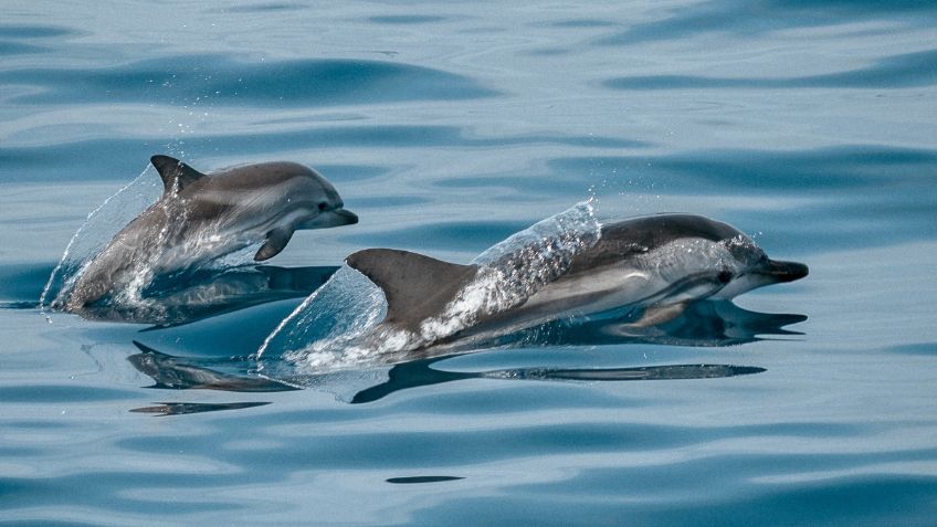 Diputados aprueban iniciativa que terminaría con el cautiverio de mamíferos marinos