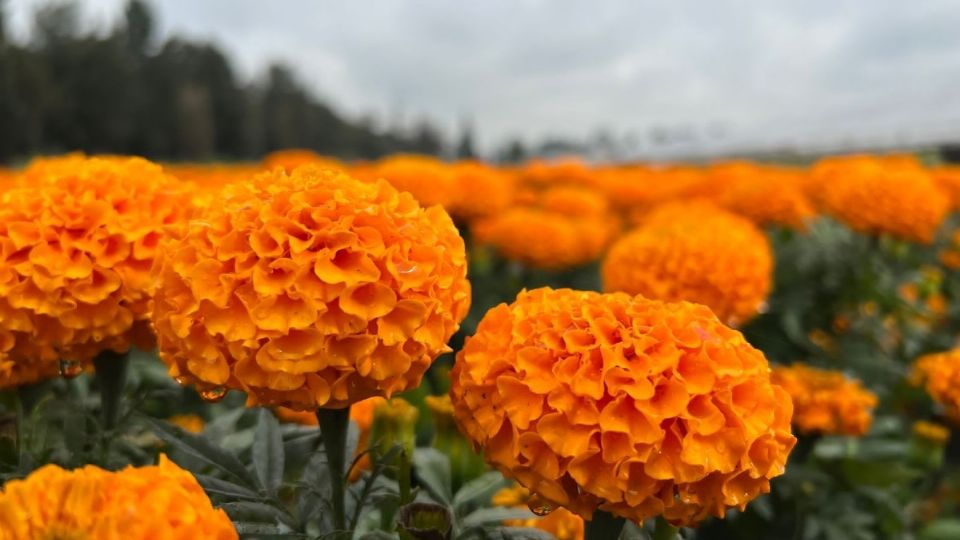 “En Tláhuac tenemos aproximadamente 70 productores de la flor de Cempasúchil