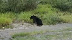 VIDEO | Rescatan a otro oso en Nuevo León, fue atropellado en la carretera Monterrey-Monclova