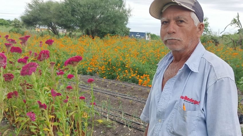 El cempasúchil florece en los campos de Tamaulipas