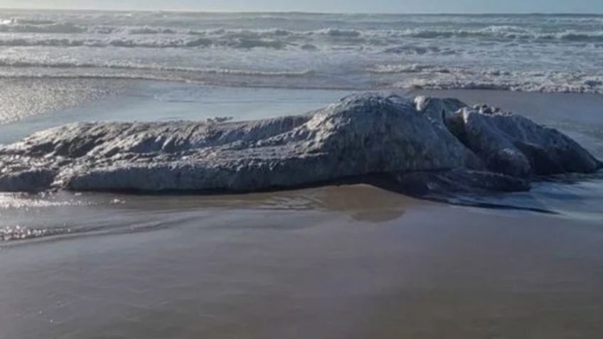 Gigante, sin ojos y repleta de pelos: la extraña criatura marina que apareció en costas de EU tras temblor