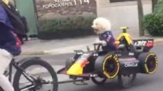 Perrito "Checo" Pérez enamora al recorrer su propio auto de carreras y rompe internet