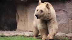 Horror en el zoológico: un oso le arrancó el brazo a una niña de 3 años