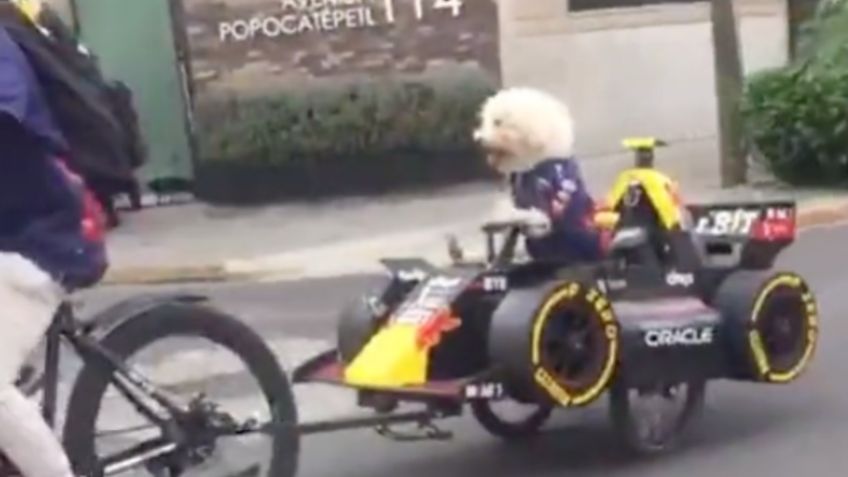 Perrito "Checo" Pérez enamora al recorrer su propio auto de carreras y rompe internet