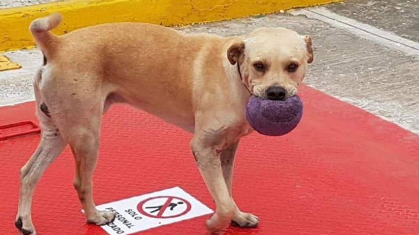 Roban a Randy, perrito héroe que frustró un asalto y ahuyentó a los criminales en gasolinera de Tamaulipas