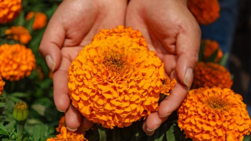 Día de Muertos: Comienza la venta de flor de cempasúchil en ejido de Xochimilco