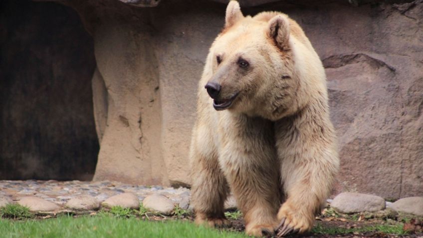 Horror en el zoológico: un oso le arrancó el brazo a una niña de 3 años