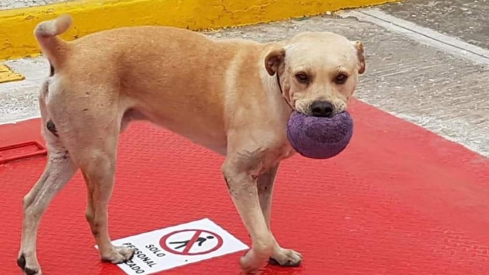 Randy fue sustraído de su hogar por un auto blanco.