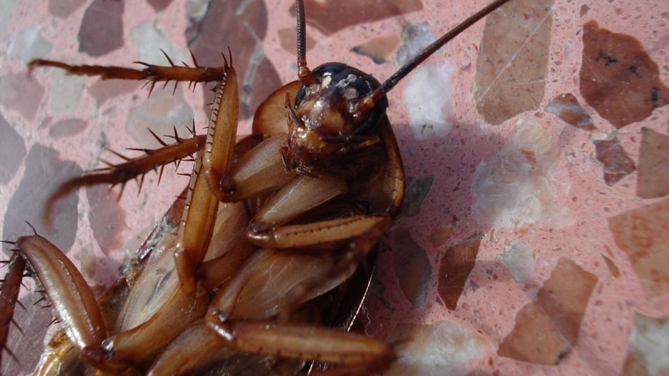 Evita que estos insectos ingresen a tu hogar.