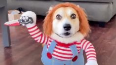 VIDEO: perrito rompe internet con el mejor disfraz de Halloween, lo amarás