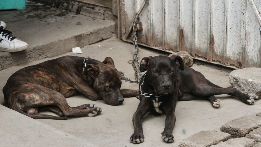 "Los torturaba, empalaba y calcinaba": así operaba Marcelo, asesinaba mascotas para "rituales religiosos"