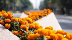 Cempasúchil "chafa": diferencias entre la flor china y la mexicana, ¿cuál pondrás en la ofrenda?