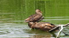 Sedema y UAM Xochimilco colaboran para conservar fauna nativa de Canal Nacional