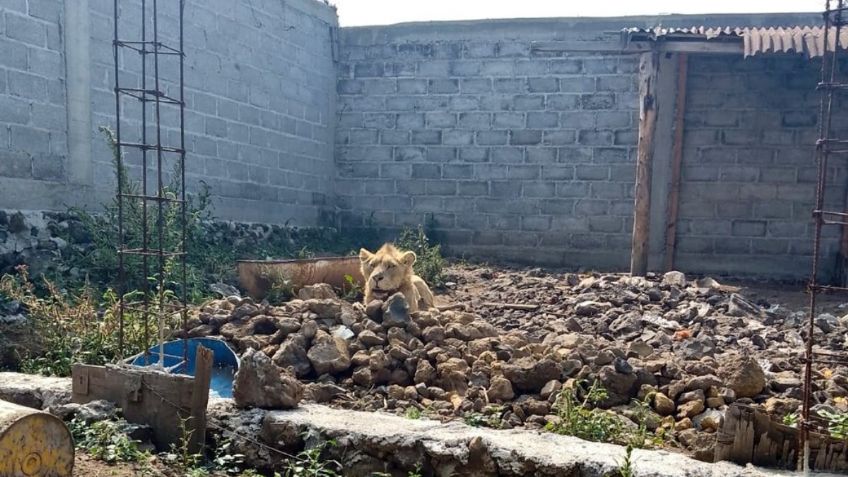 Chalco: Buscaban a un albañil desaparecido en un predio y hallaron un león