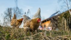 Sader asegura abasto de alimentos para animales