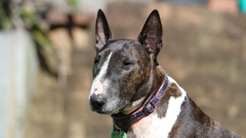 Brutal ataque: un bull terrier arrancó la mejilla de una niña de 5 años en Londres