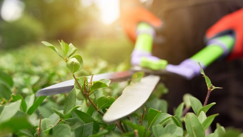 Sedema anuncia a los ganadores de concursos de jardinería en la CDMX