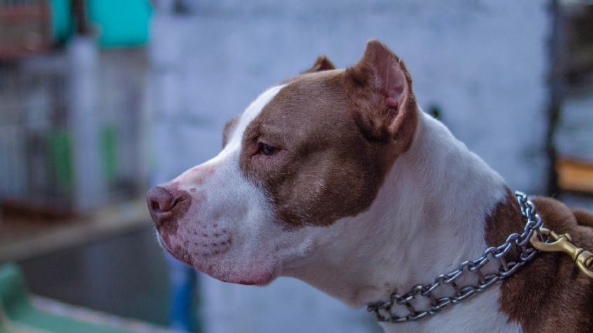 Un hombre apuñaló a su pitbull para salvar a una bebé del ataque: "Fue una decisión extrema"