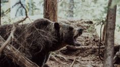 Fue atacada por una familia de osos y le llamó a su madre para avisarle: "¡Me están comiendo!"