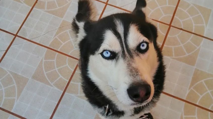 Guardería mató a un husky: usaron tranquilizantes para dormir a "Zeus" que estaba ansioso