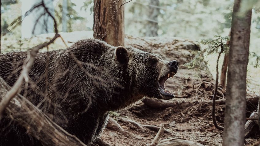 Fue atacada por una familia de osos y le llamó a su madre para avisarle: "¡Me están comiendo!"