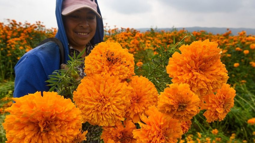 Después de una caída del 50%, la venta de flor de Cempasúchil se recupera un 15%