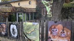 VIDEO: Cobra real escapa del zoológico por una lámpara, su veneno podría matar a 20 personas