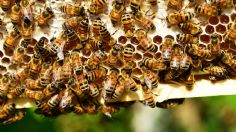 Doble tragedia en Brasil: fue atacado por abejas africanas y para salvarse se arrojó al agua donde murió ahogado