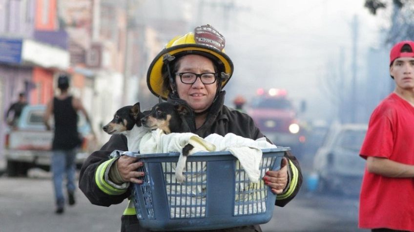 Tras la explosión, más de 20 animales han muerto por intoxicación: Amigos Pro Animal