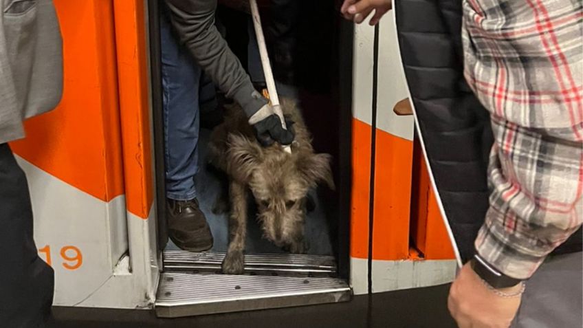 Metro CDMX Línea 2: rescatan de las vías a un perrito que recibía descargas eléctricas