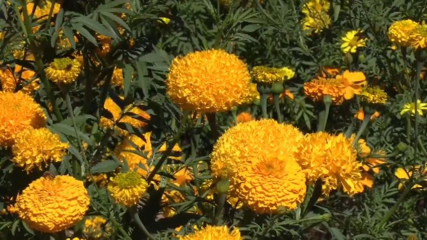 Acuden a comprar flor de cempasúchil y se llevan fotografía del recuerdo