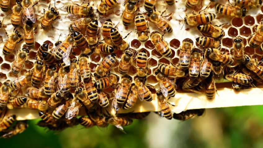 Doble tragedia en Brasil: fue atacado por abejas africanas y para salvarse se arrojó al agua donde murió ahogado