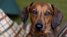 Cuáles son las 3 razas de perro que se enferman más fácil