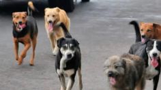 Conmoción en Reino Unido: una jauría de perros atacó a una abuelita hasta matarla